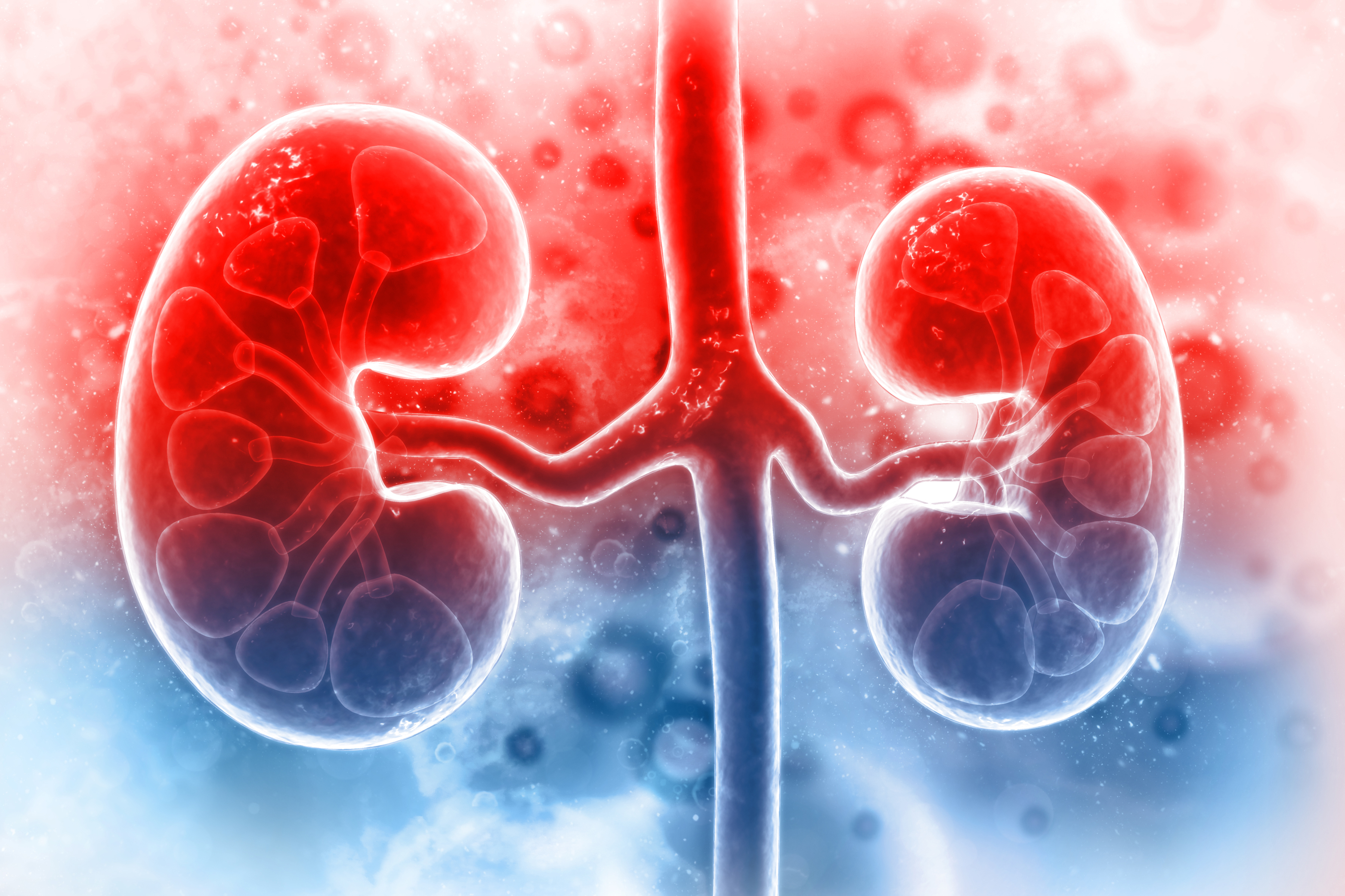 research on kidney